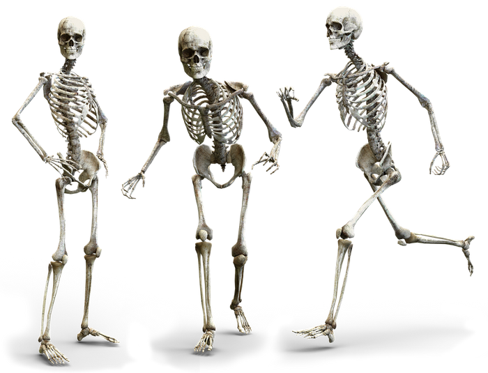 Do we feel the fight or flight instinct in our bones? /  Image credit: Pixabay