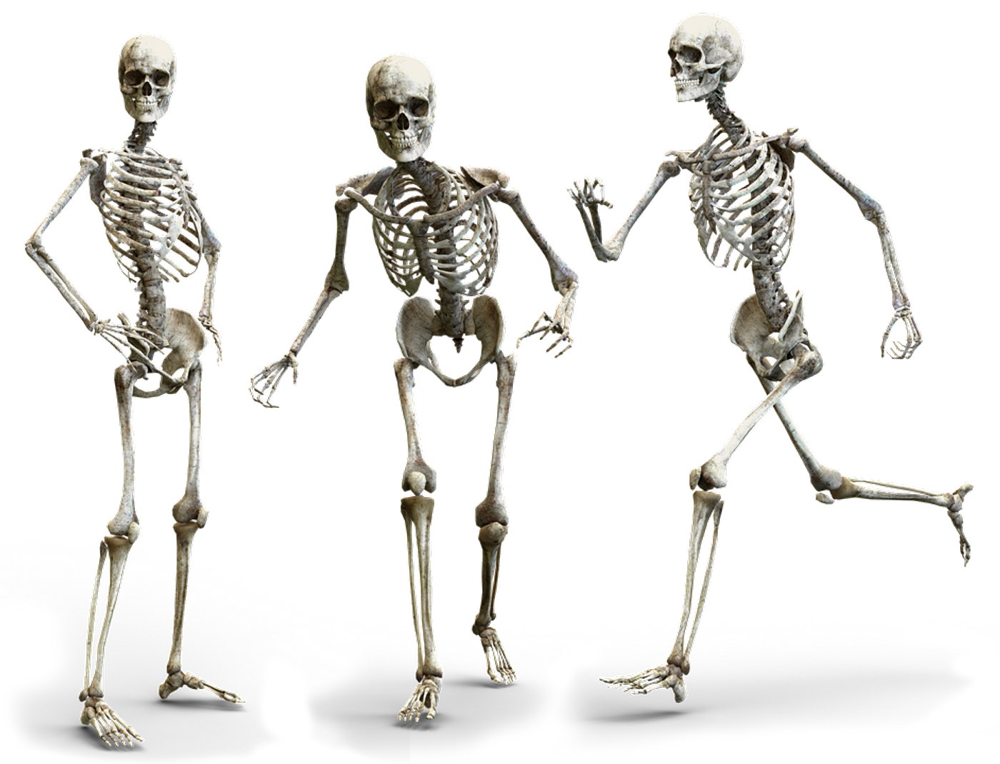 Do we feel the fight or flight instinct in our bones? /  Image credit: Pixabay