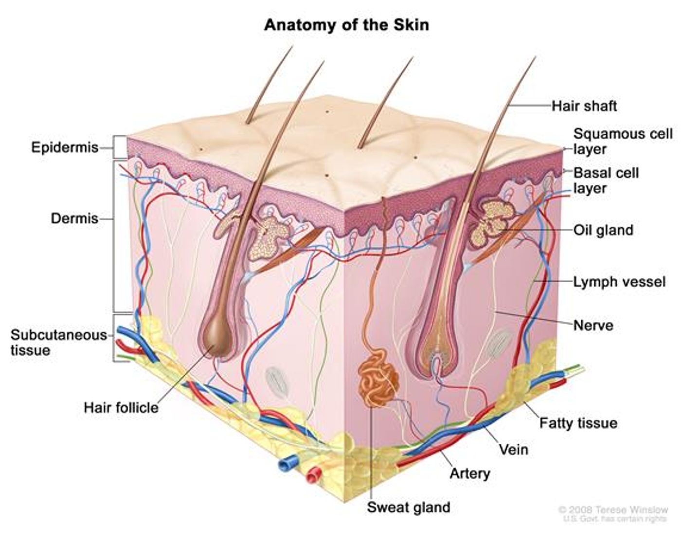 Skin diagram, credit: National Cancer Institute