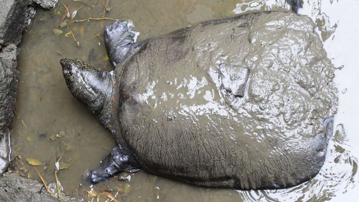 The last-known female Yangtzee giant softshell turtle has died.