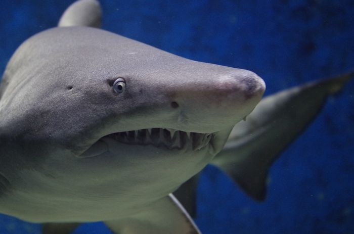 Shark attacks aren't common, but they do happen.