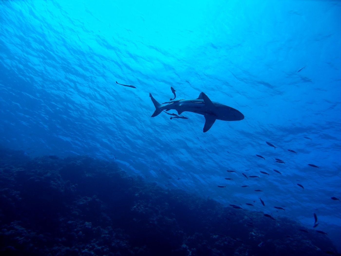 Researchers noticed fewer sharks in the Chagos archipelago than they originally expected.