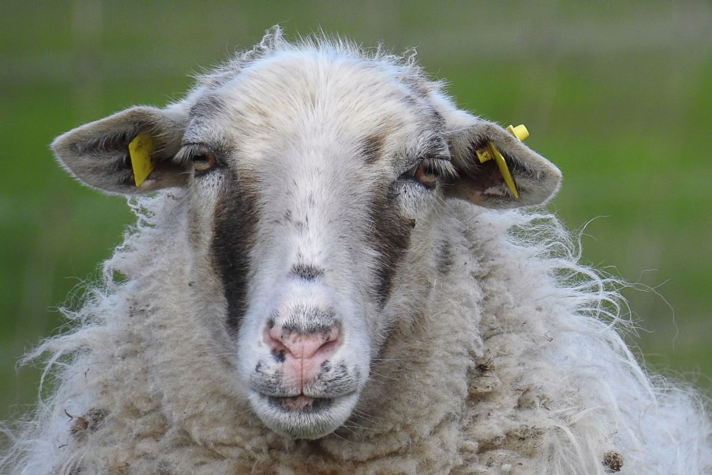 At least 500 sheep have been employed at Casa de Campo to help clean up the excess undergrowth.