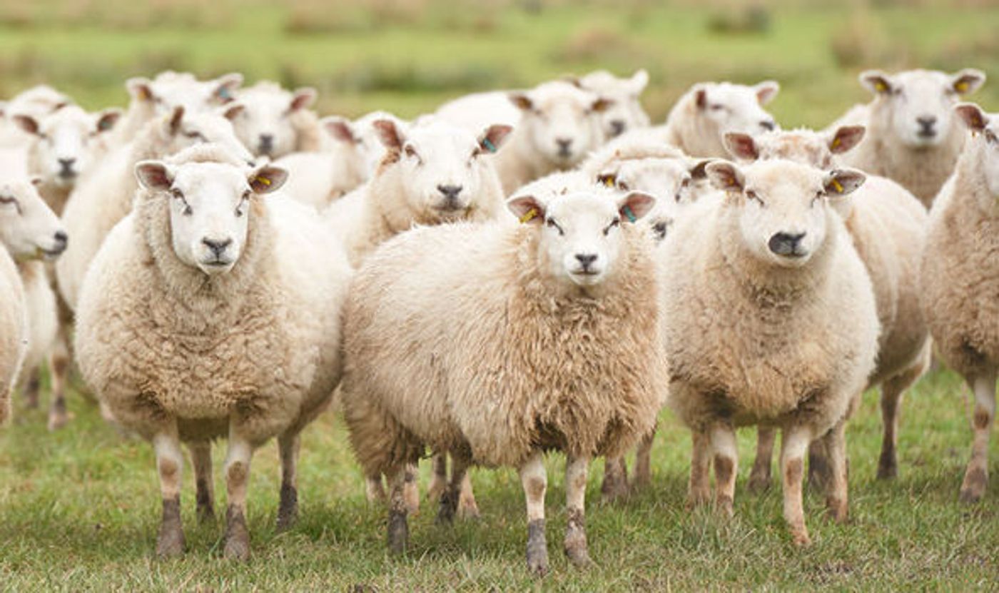 After falling asleep, 1300 of a shepherd's unsupervised sheep made their way into the Spanish city of Huesca.