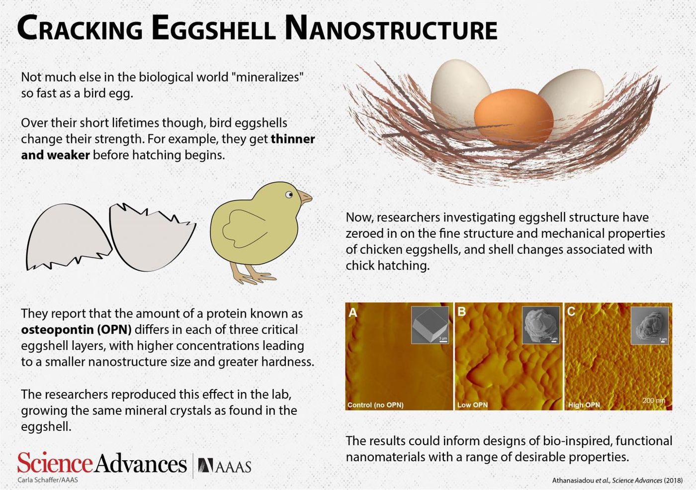 Over their short lifetimes though, bird eggshells change their strength. For example, they get thinner and weaker before hatching begins. Now, researchers investigating eggshell structure have zeroed in on the fine structure and mechanical properties of chicken eggshells, and shell changes associated with chick hatching. / Credit: Carla Schaffer/ AAAS