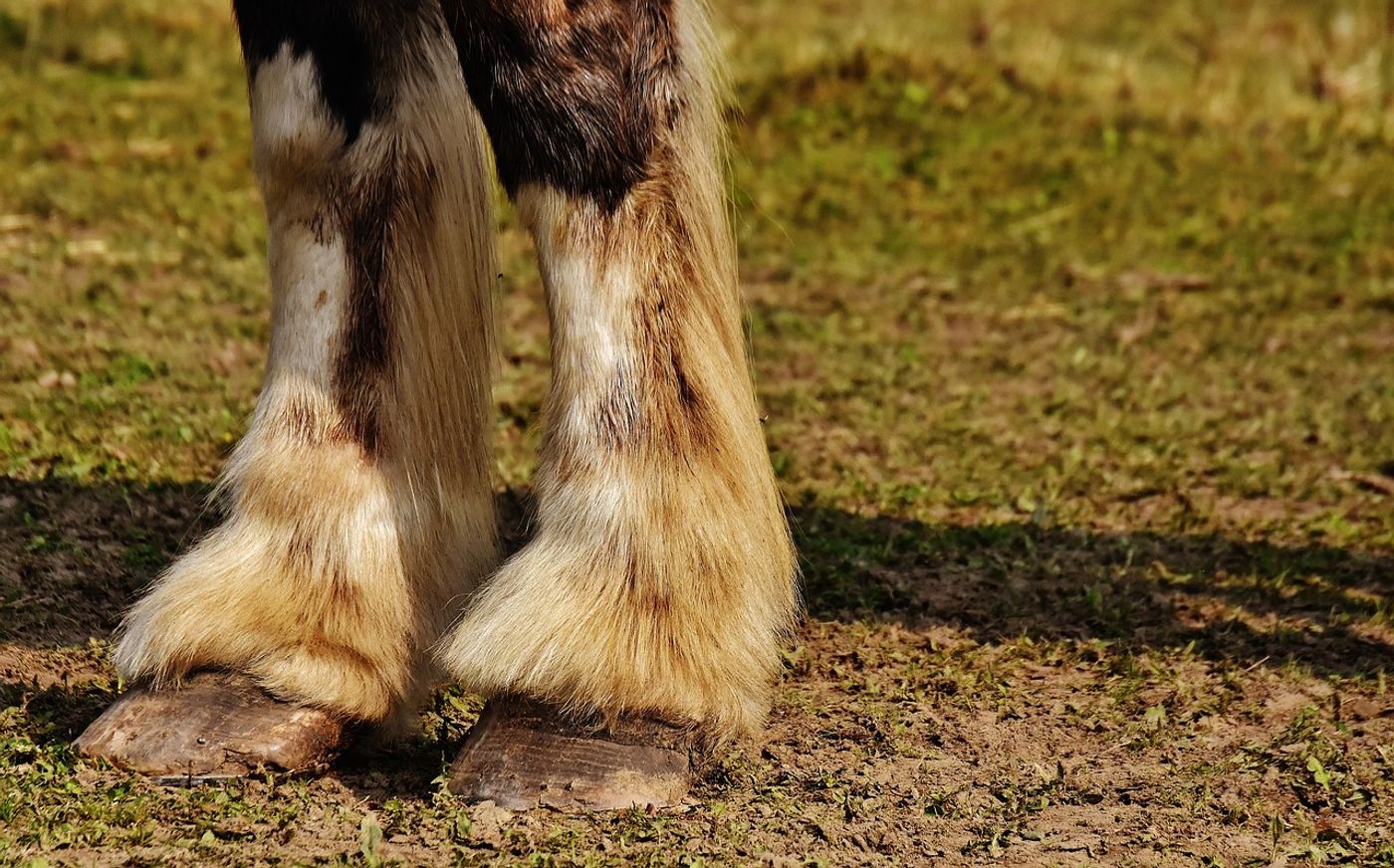 Horses have hooves today, but they might have had up to 5 toes per foot back in the day.