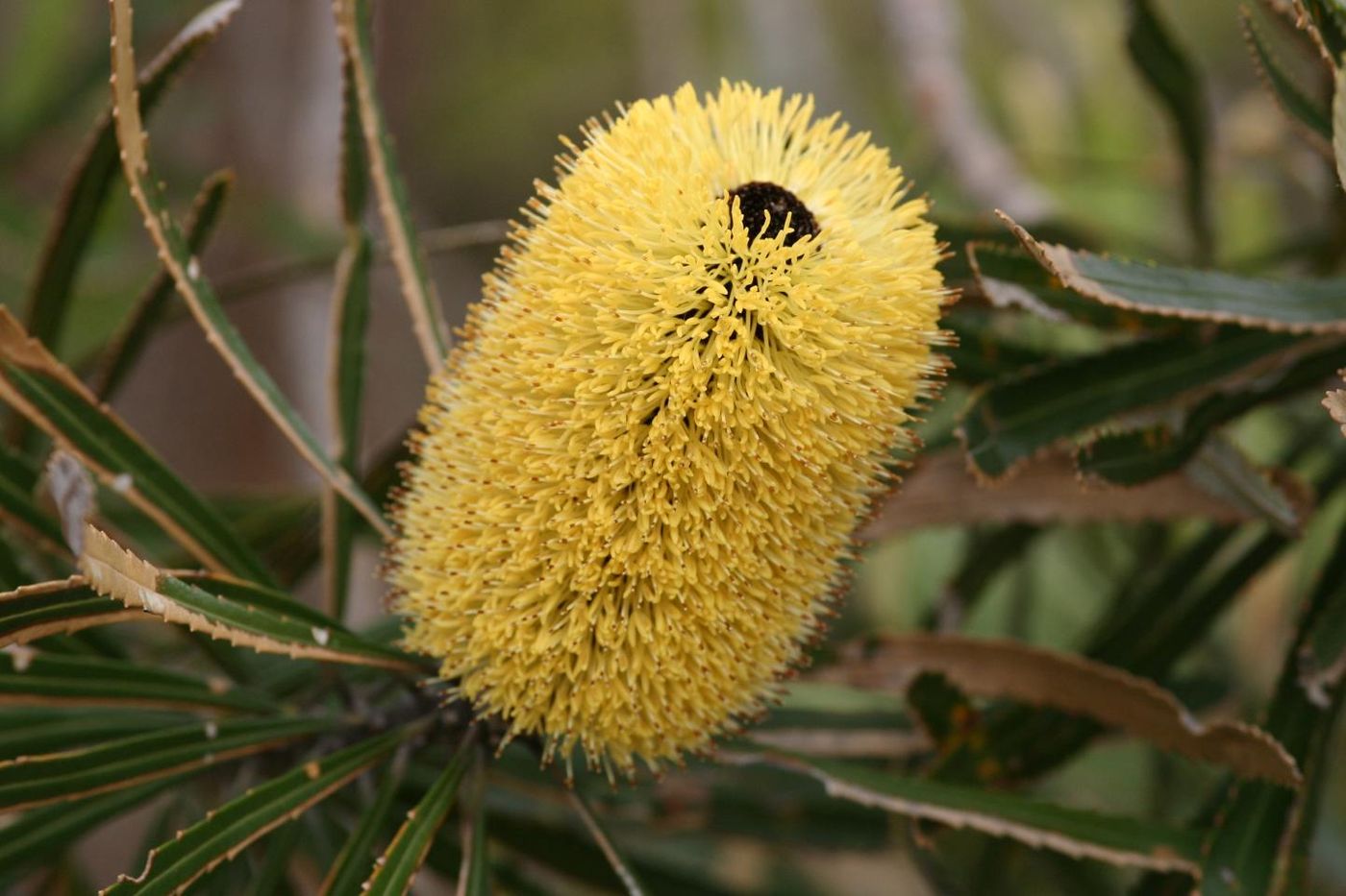 This is Banksia attenuata from the Jurien Bay shrublands. / Credit: Francois Teste