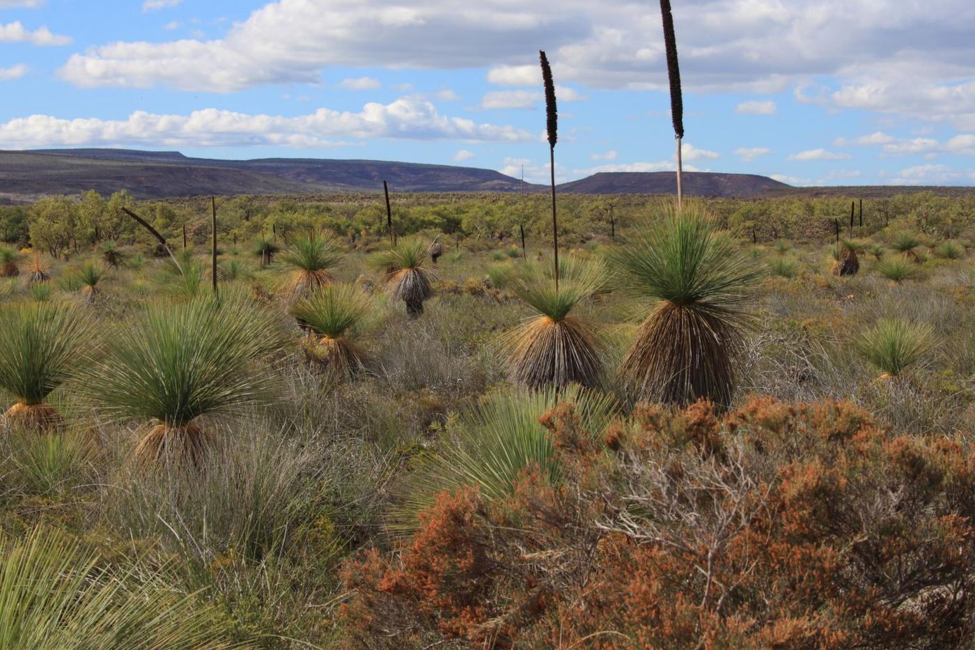 Tropical forests are home to about 50 percent of all the Earth's plant species. The Jurien Bay shrublands in Australia are another area of very high plant diversity. What do comparing these two, very different environments tell us about plant innovation. / Credit: Francois Teste