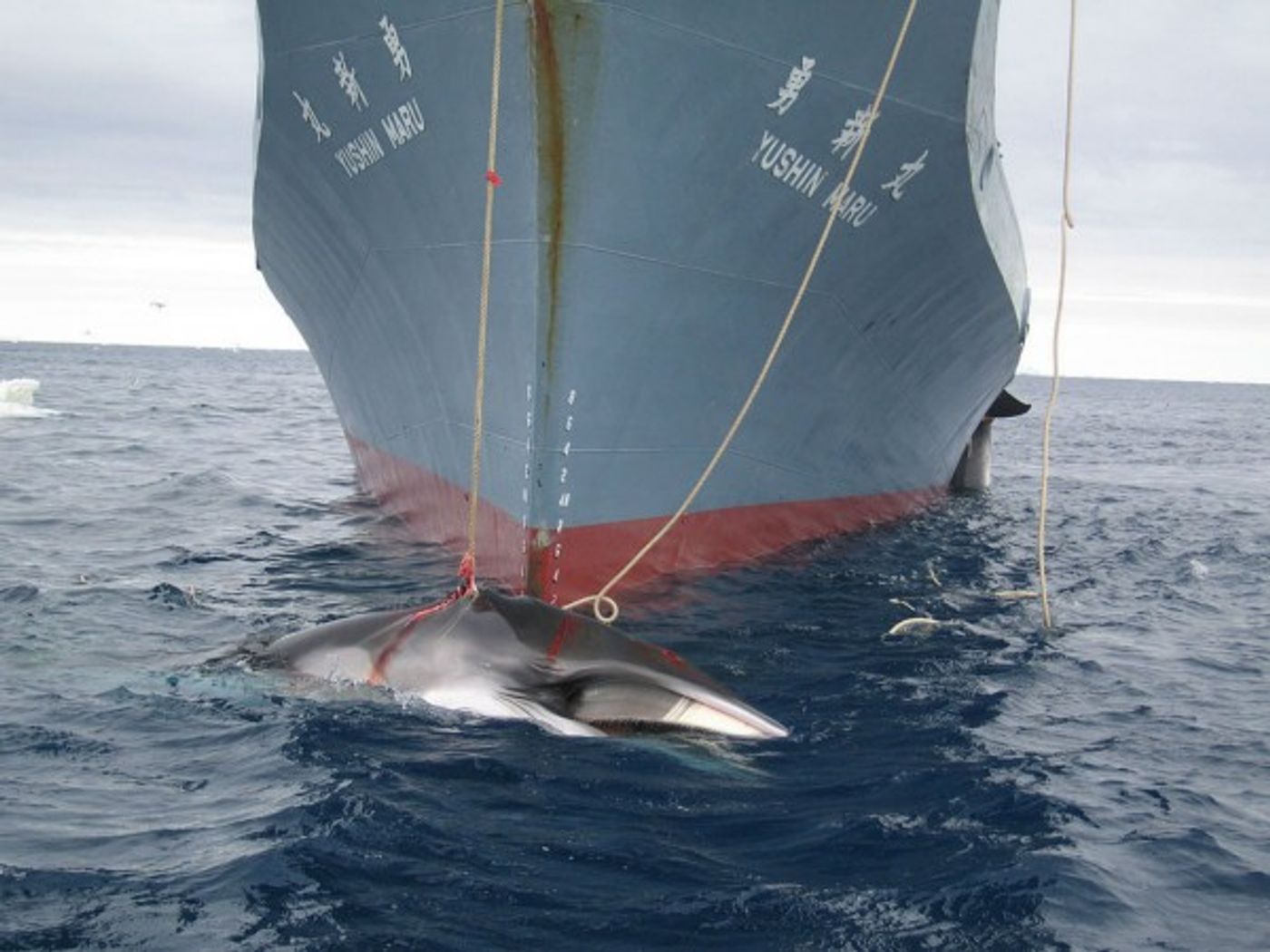 Japan's whaling fleet killed 333 minke whales, and is now headed back home.