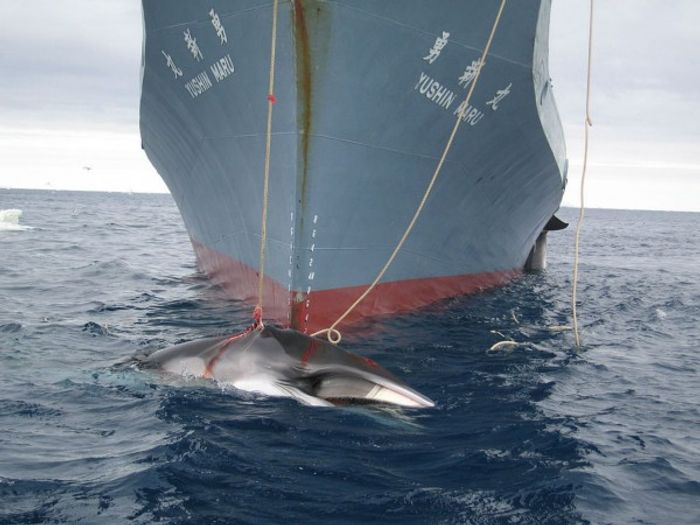 Japan's whaling fleet killed 333 minke whales, and is now headed back home.