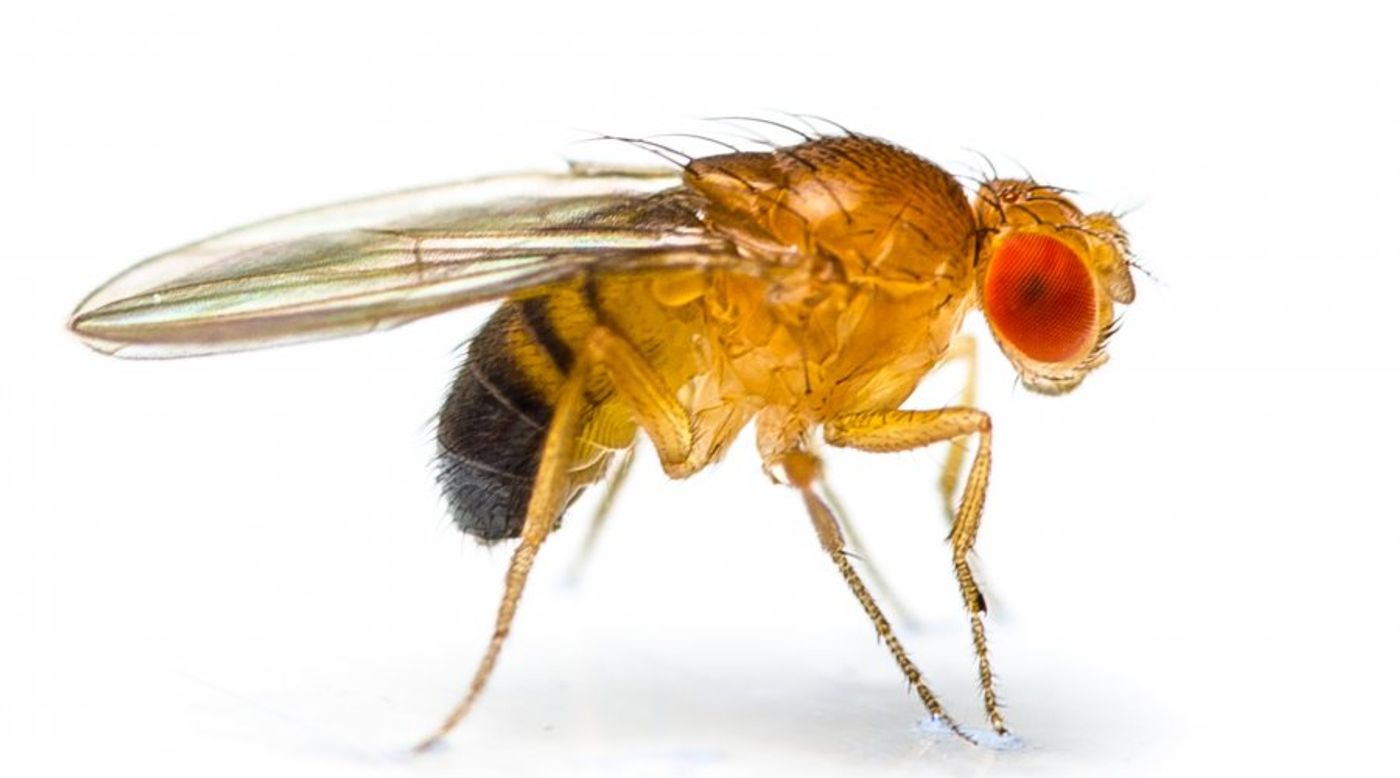 Drosophila melanogaster, the common fruit fly