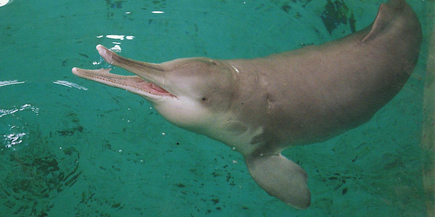 Was the Yangtze River Dolphin spotted again in China despite 'extinct' status?