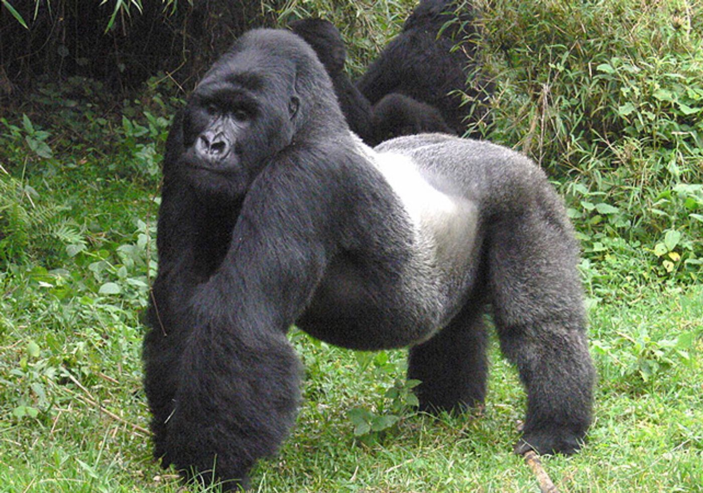 The Eastern Gorilla is now considered "Critically Endangered."