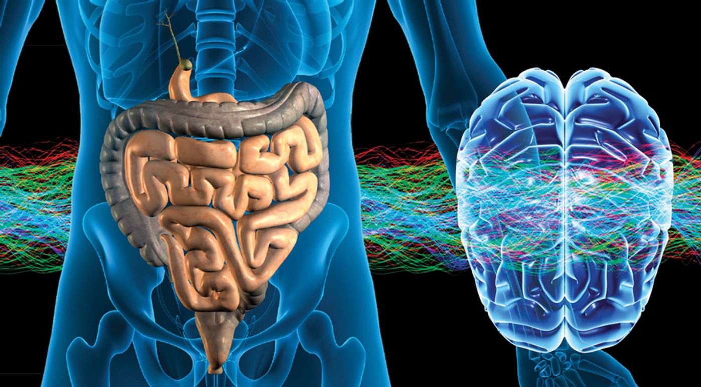 Cortisol may link the gut and brain.