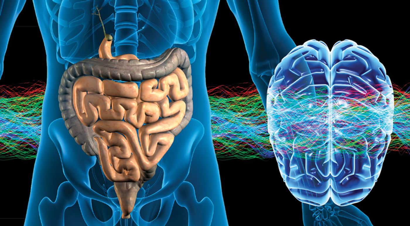 Cortisol may link the gut and brain.