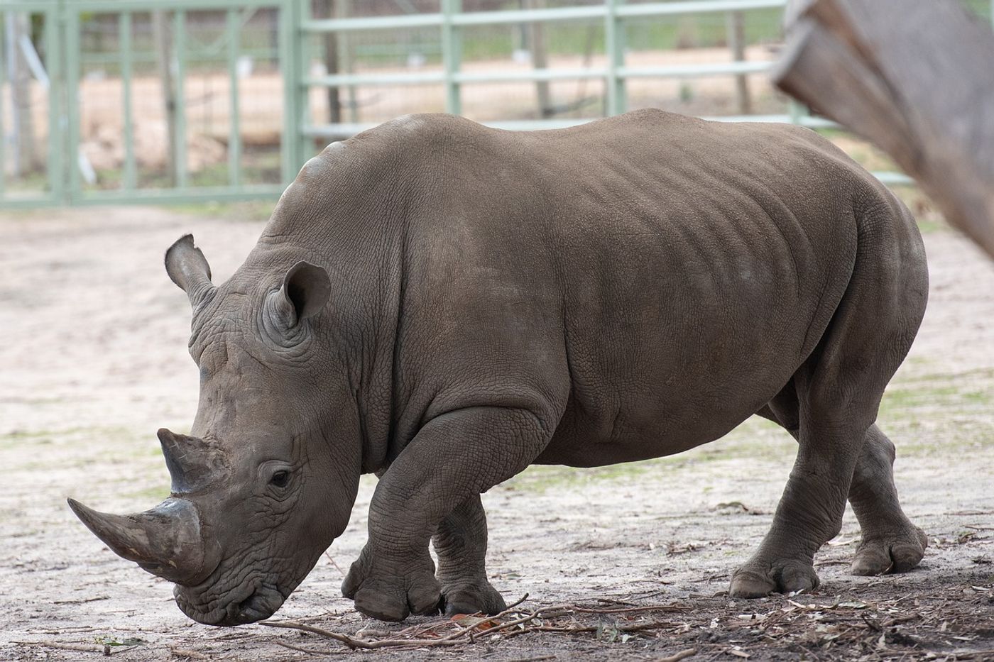 A Southern white rhinoceros.