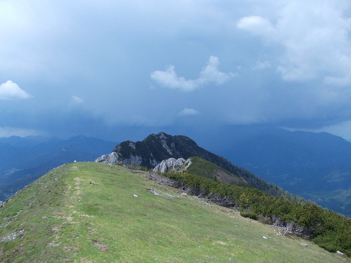 You don't typically find a lot of plant diversity on Earth's mountaintops, but global warming could change that.