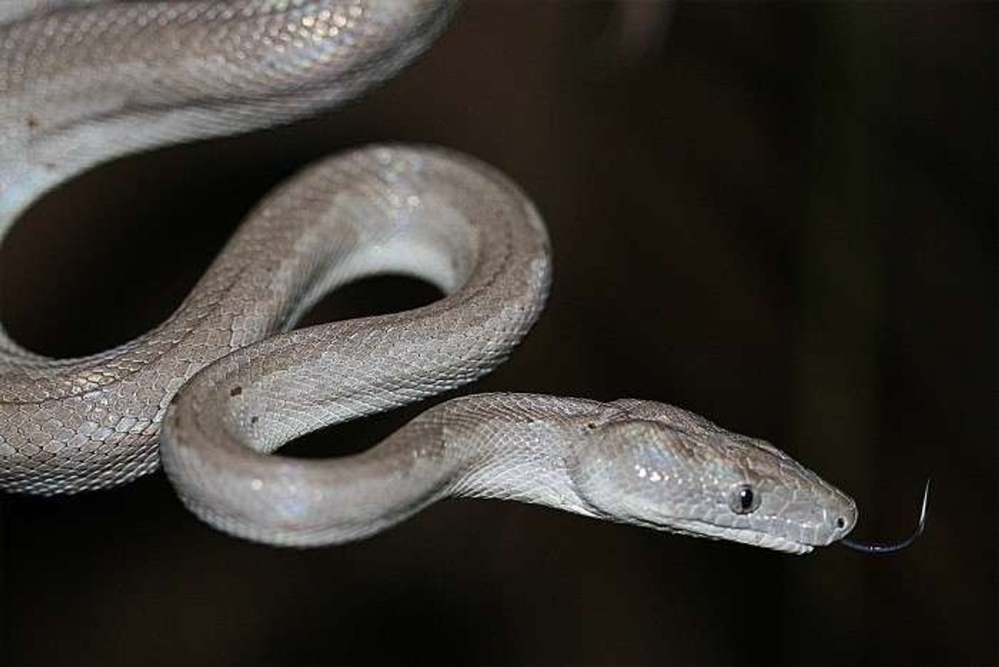 Silver boas were new species discovered as biologists explored regions of the Bahamas in 2015.