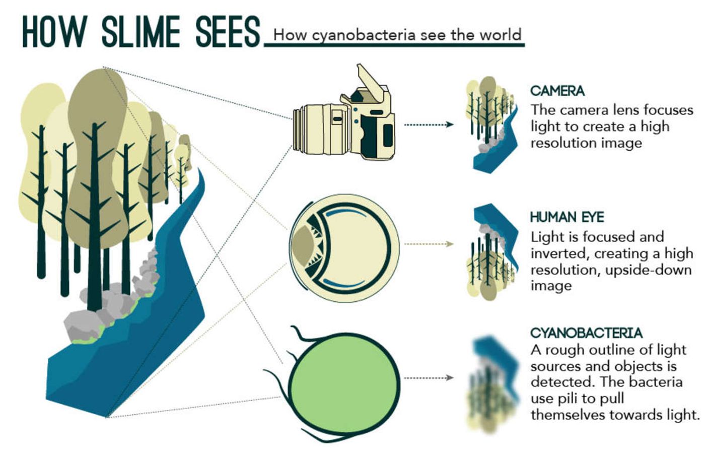 Cyanobacteria act like tiny eyes.