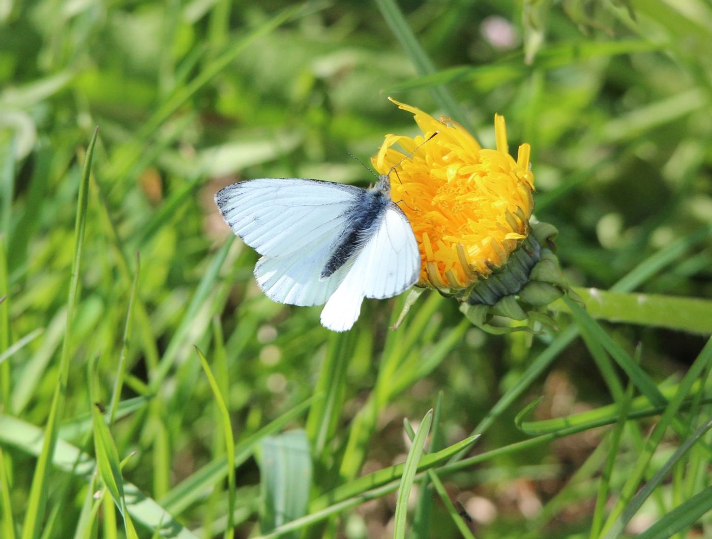 Butterflies are experiencing a biodiversity loss problem because of urbanization.