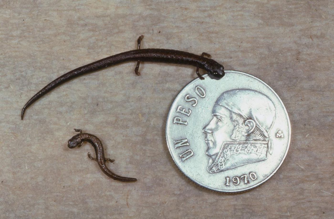 Three miniature salamander species just discovered in Mexico are already enandgered, experts say.
