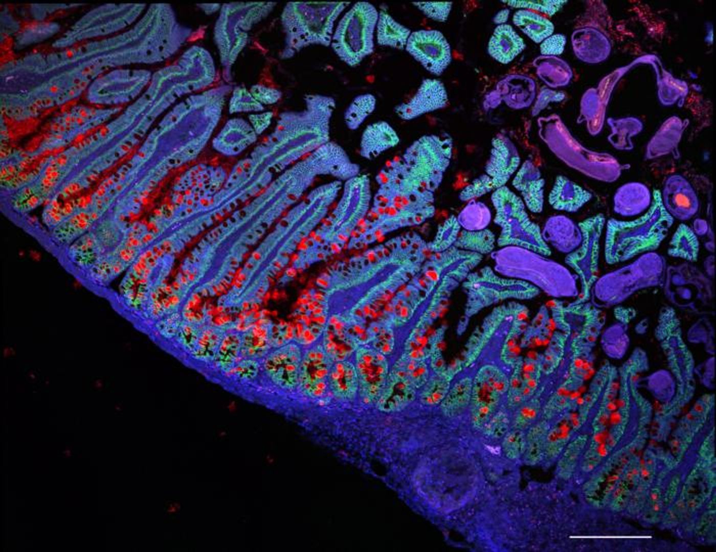 Image showing the human small intestine  / Credit: Grace Burgin, Noga Rogel & Moshe Biton, Klarman Cell Observatory, Broad Institute