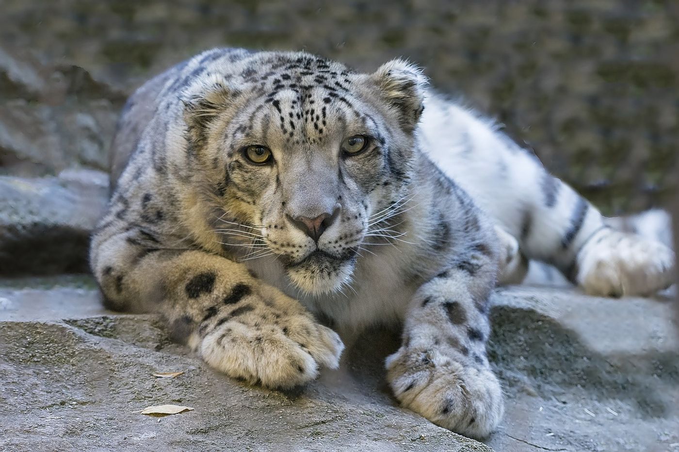Snow leopards are considered an endangered species by the IUCN, but they might be downgraded to "vulnerable."