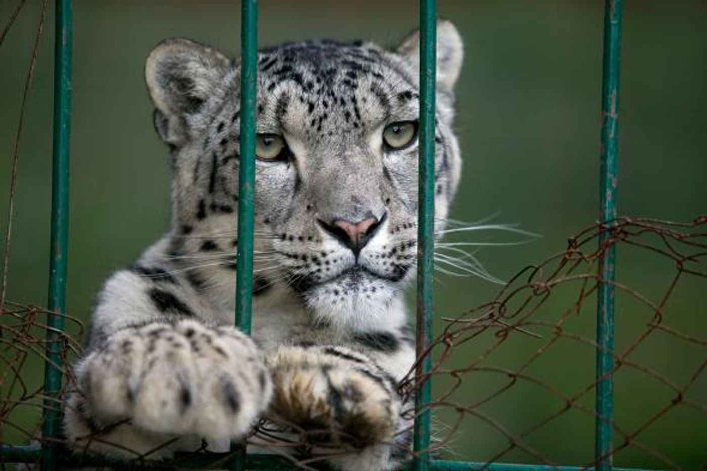 An  anti-poaching team in Kyrgyzstan confiscated this snow leopard. It's estimated that the country's population of the cats has halved during the past two decades.    PHOTOGRAPH BY CYRIL RUOSO, MINDEN PICTURES, NATIONAL GEOGRAPHIC 