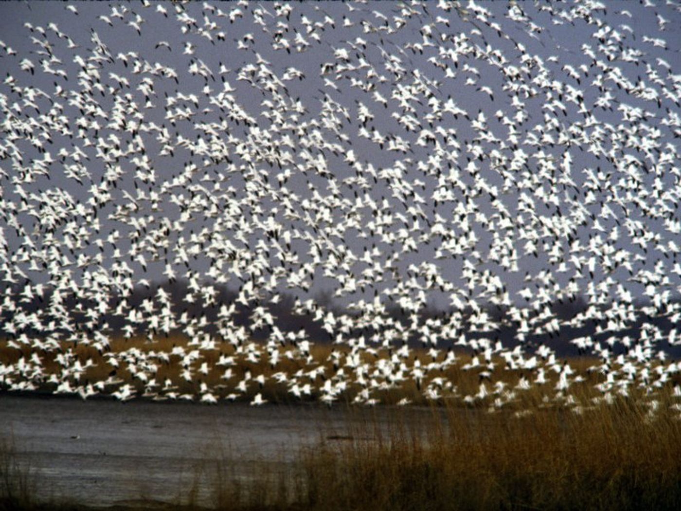 A flock of snow geese.