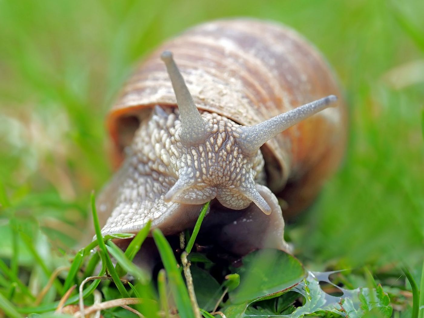 An ordinary snail.