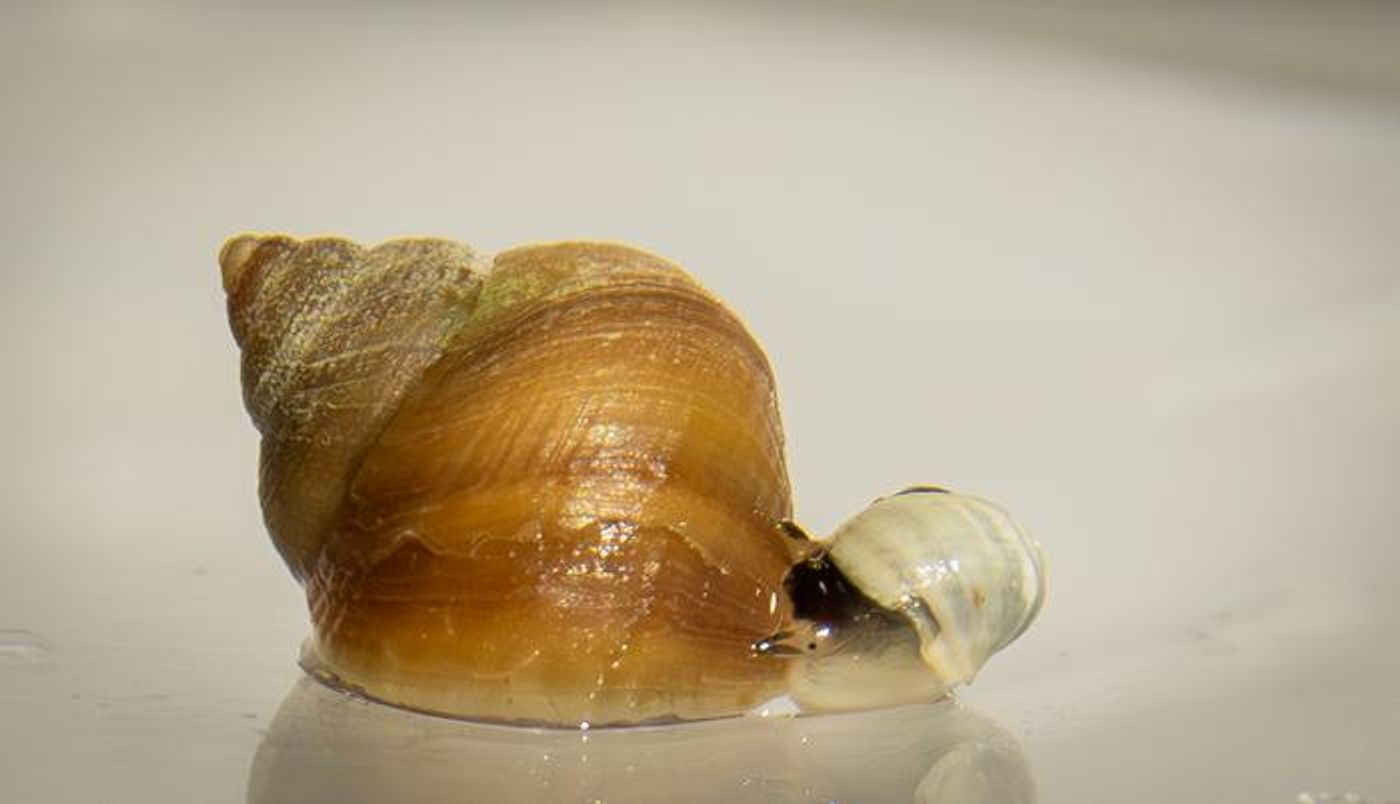 The Crab ecotype (left) is larger and wary of predators. The Wave ecotype (right) is smaller and has bold behavior.  Credit  David Carmelet