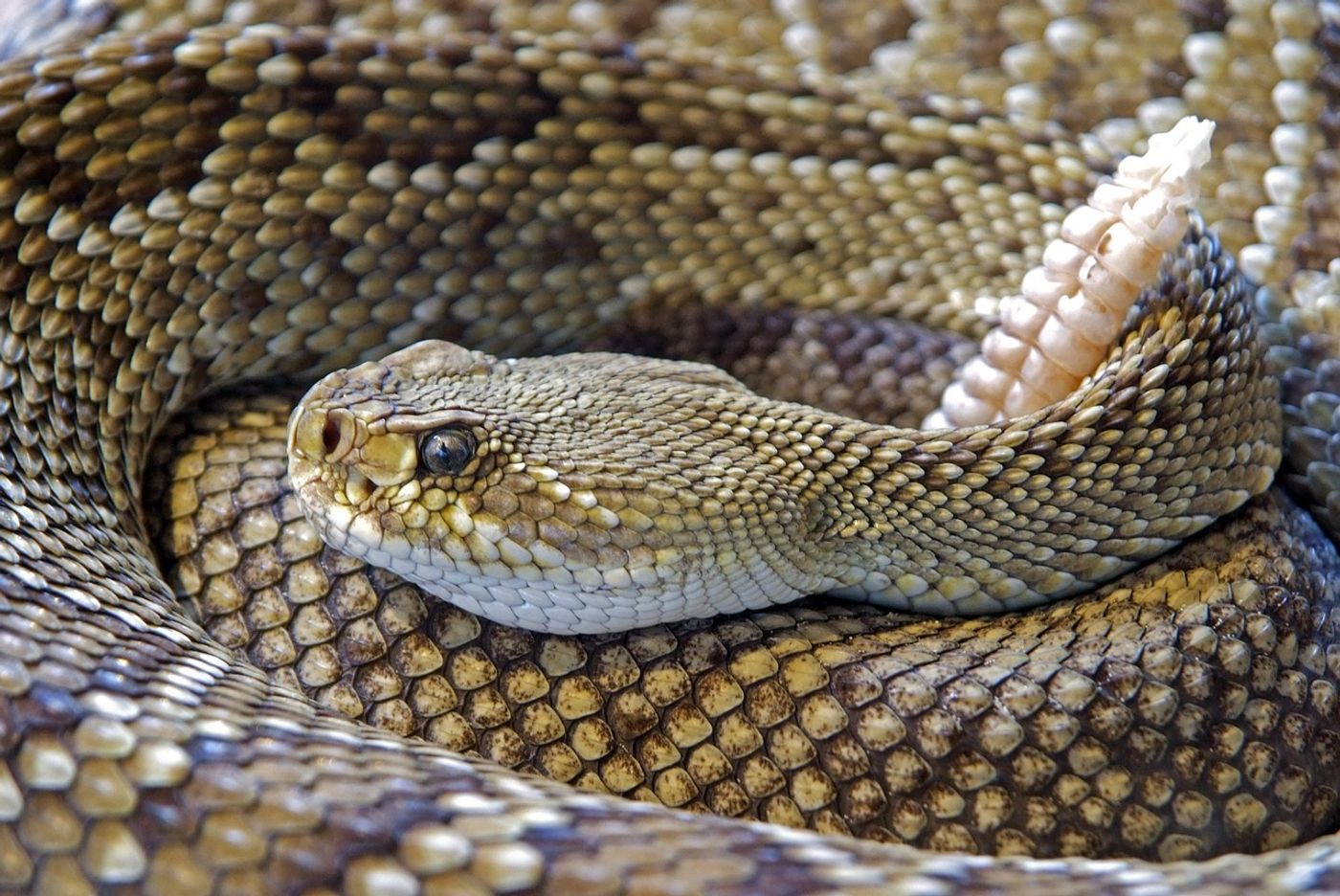 Rattlesnakes can be told apart from other species by the rattle-shaped tail.