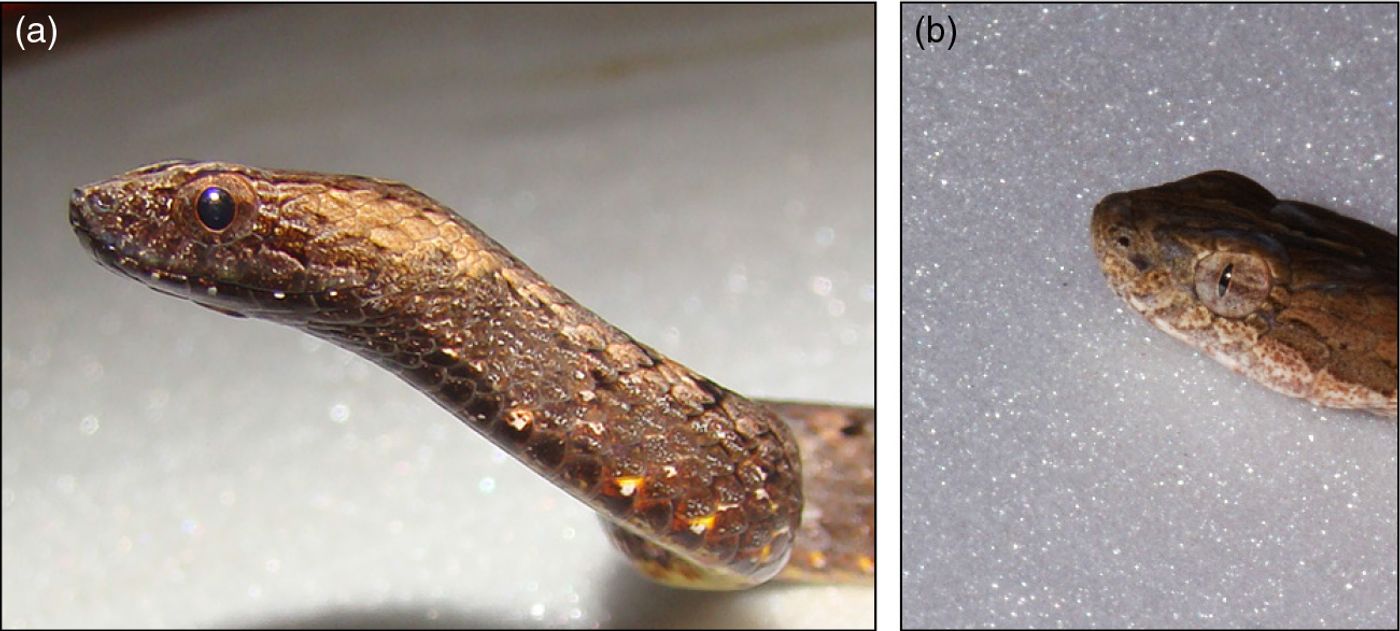 Why do these fake eyes scare off predators?, Science