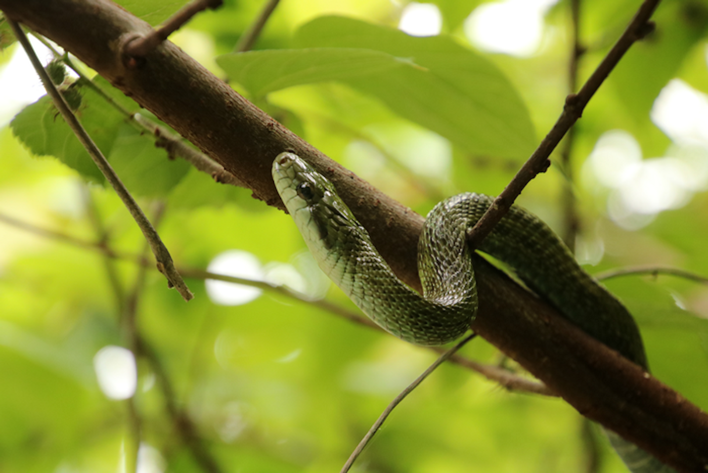 Researchers studied rat snakes and wild boar in Japan across various radiation exposures / Credit: Hannah Gerke/University of Georgia