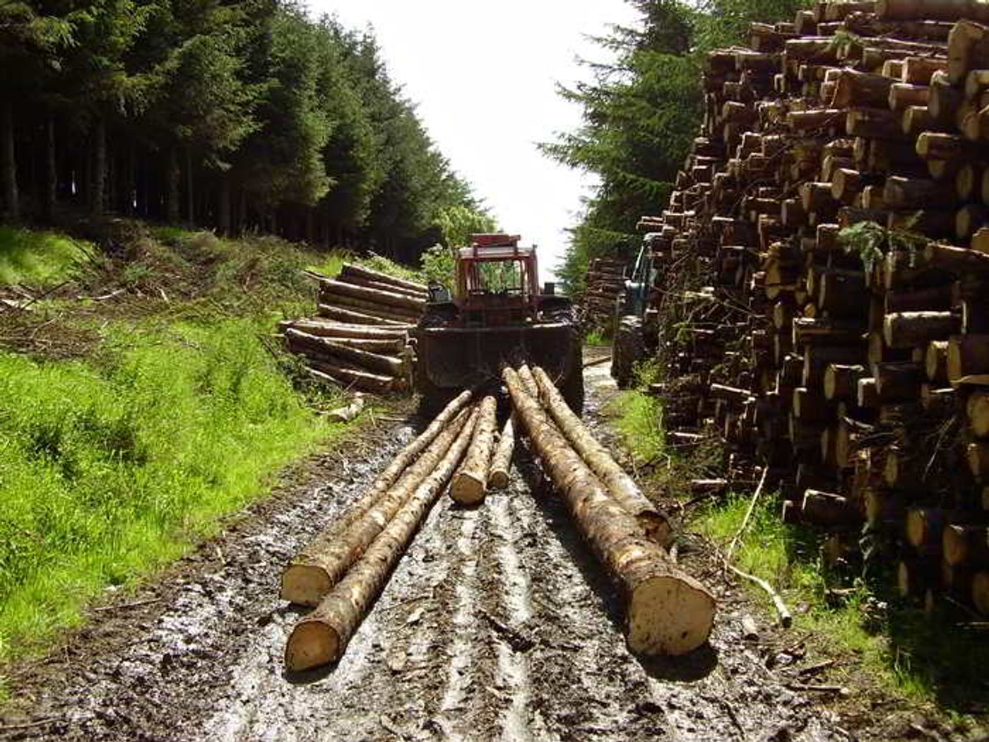 An example of whole-tree skidding. Photo: A.C. Rourke Timber Contractor & Tree Surgery