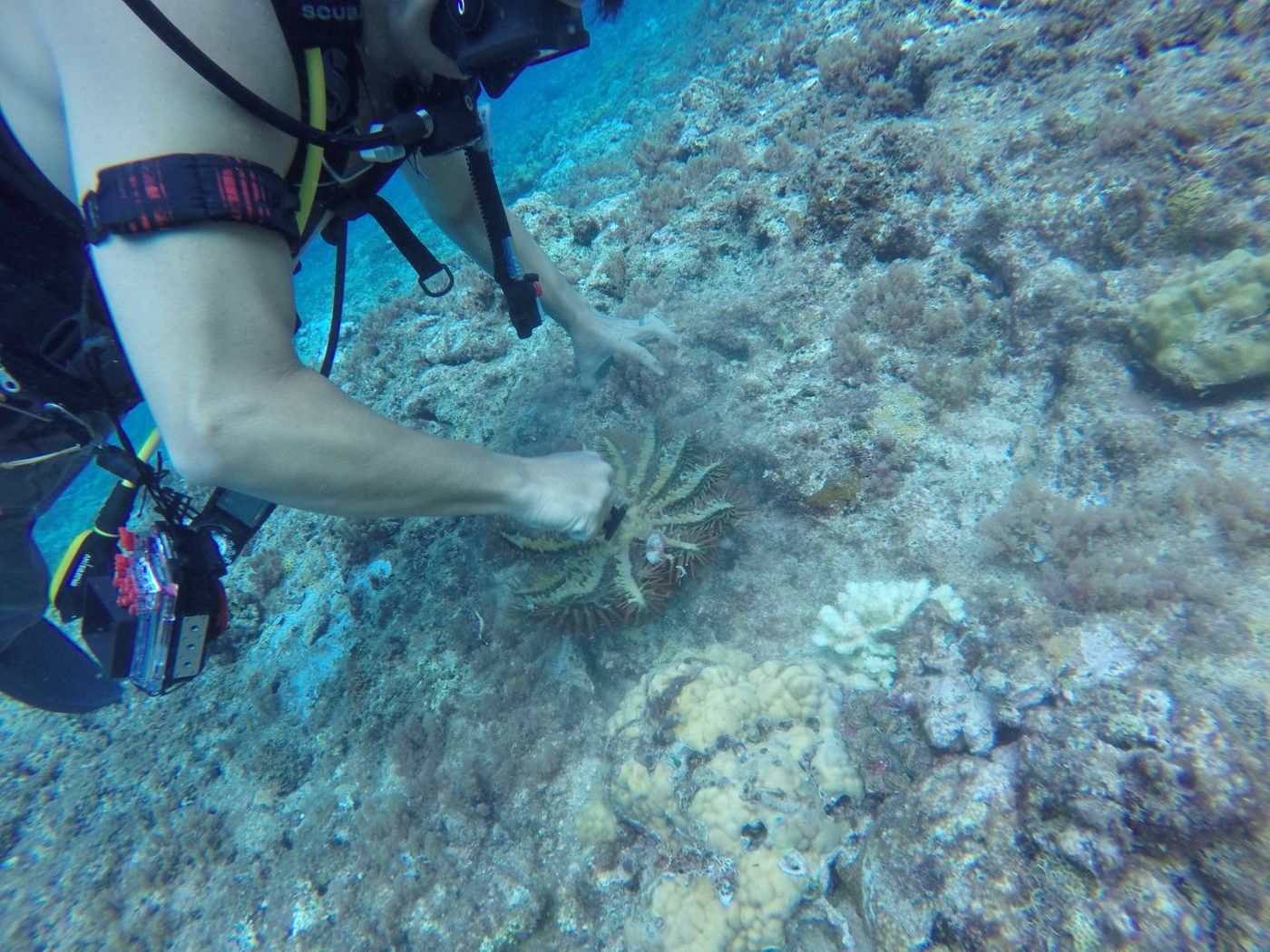 Marine specimens, such as a sponge shown here, are collected and brought back to the laboratory of University of Guam Professor Dr. Jason Biggs for preservation, cataloging, and further study. / Credit: Jason S. Biggs/University of Guam