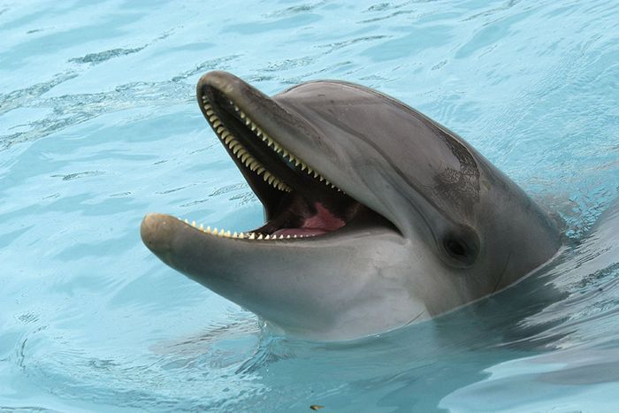 Dolphins have always been known to be smart creatures, but new research indicates they can probably talk to one another too.