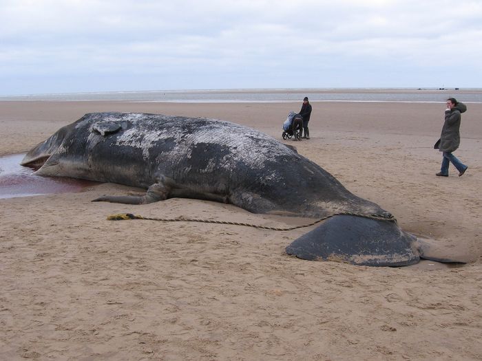 A beached whale that somehow navigated far away from its usual path.