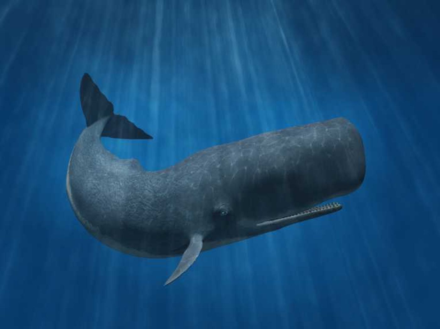 Sperm whales sometimes secrete a substance known as ambergris, which is very valuable.