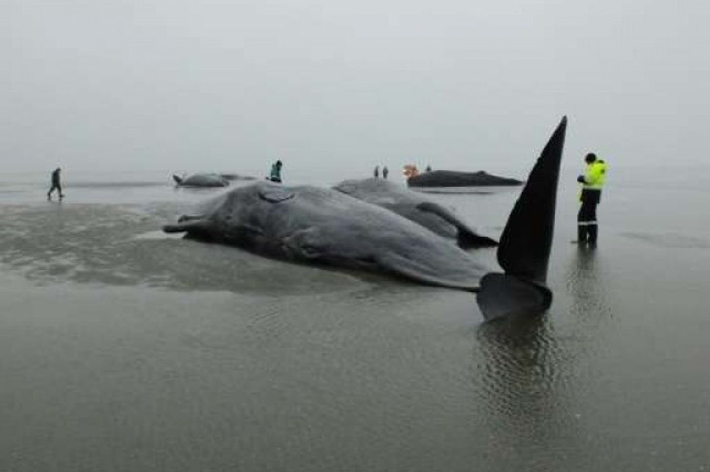 A sperm whale seen beached in Germany.