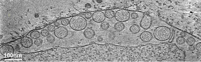 Pictured is a cryo-electron tomography image of a mitochondrion associated with flock house virus RNA replication spherules. / Credit: UW-Madison