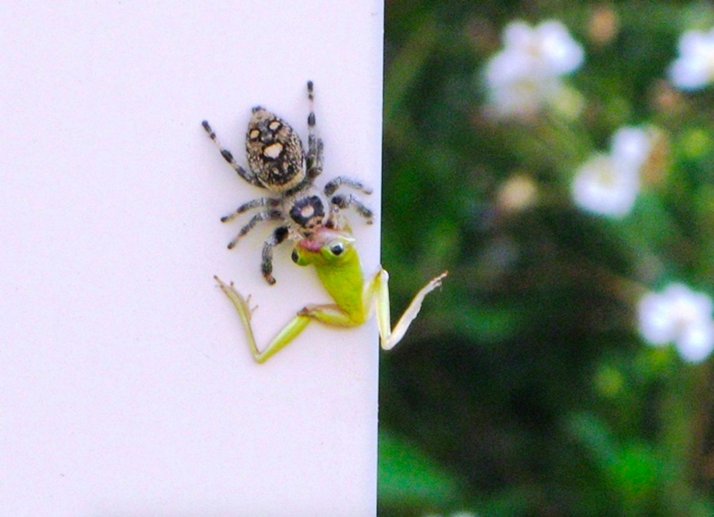 A regal jumping spider from Florida drags a frog up a wall to get eaten.