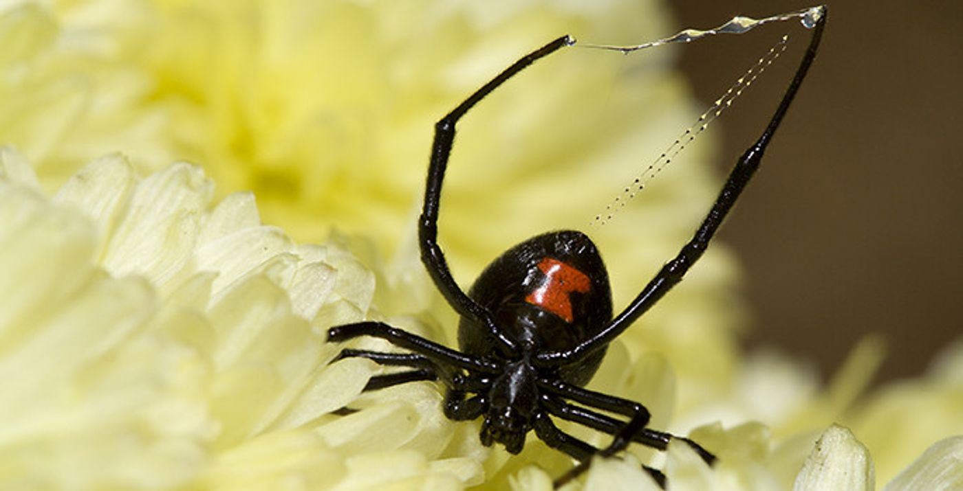 The WO phage produces black widow spider toxin.