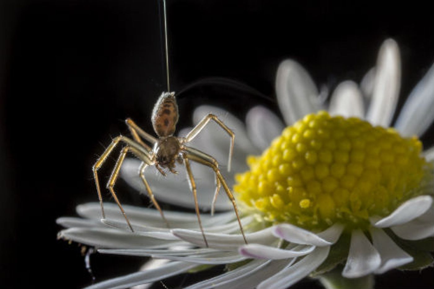 A spider begins releasing silk to go 'ballooning.'