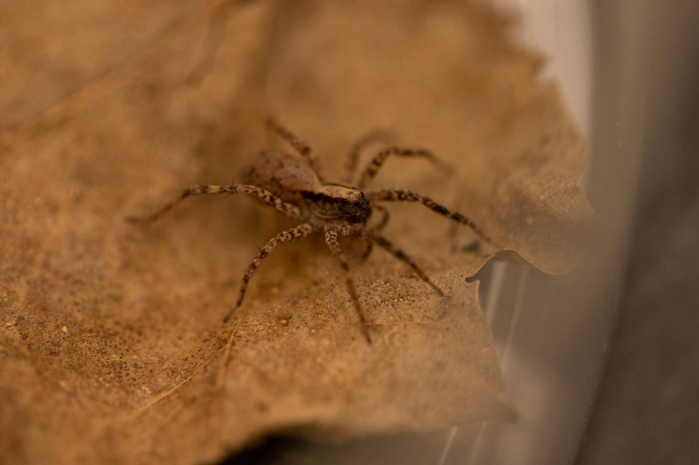 A male wolf spider.