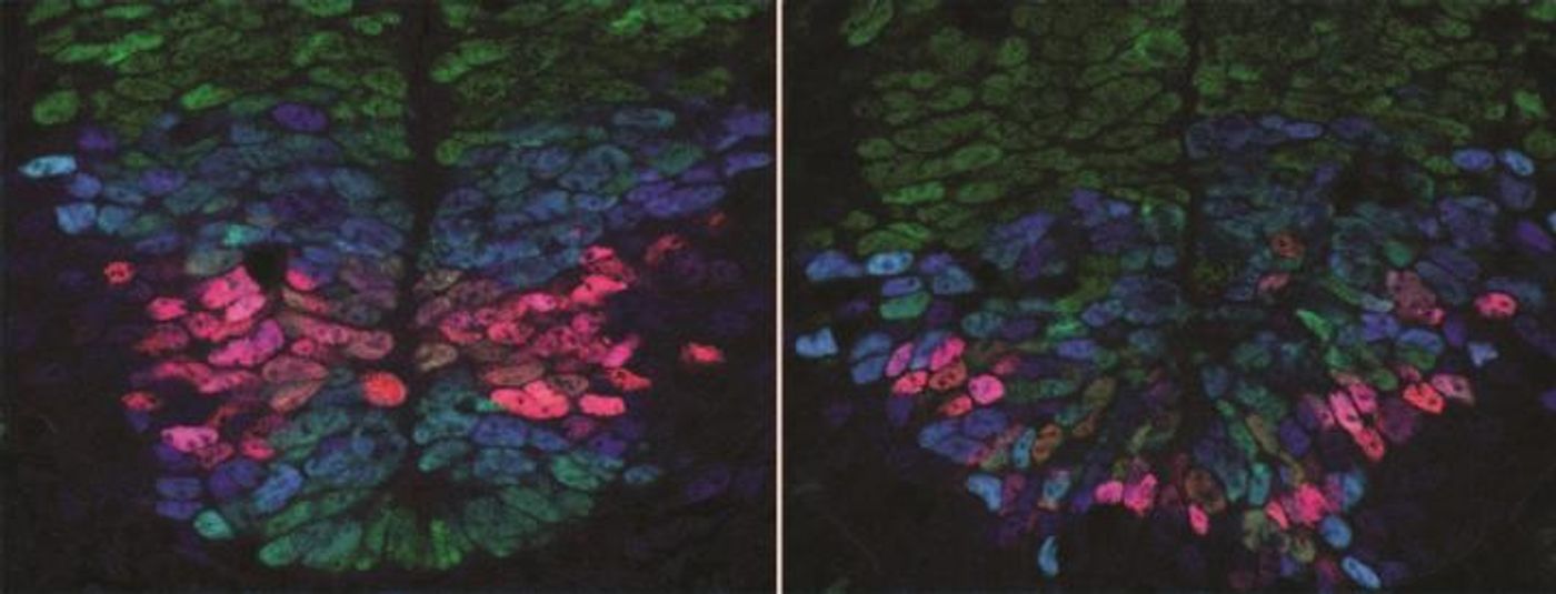 A normal developing spinal cord (left) showing precise patterns of gene activity (red, blue, green demarcating different types of cells). In a spinal cord in which one of the signals is disrupted (right) the accuracy of gene activity has been lost. / Credit: Anna Kicheva