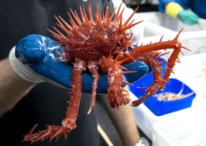 A look at the crazy-looking spiked rock crab.