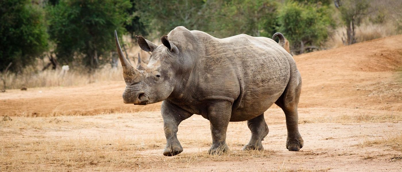 Rhinos are heavily poached because of their valuable horns. The creatures continue to inch closer to extinction.