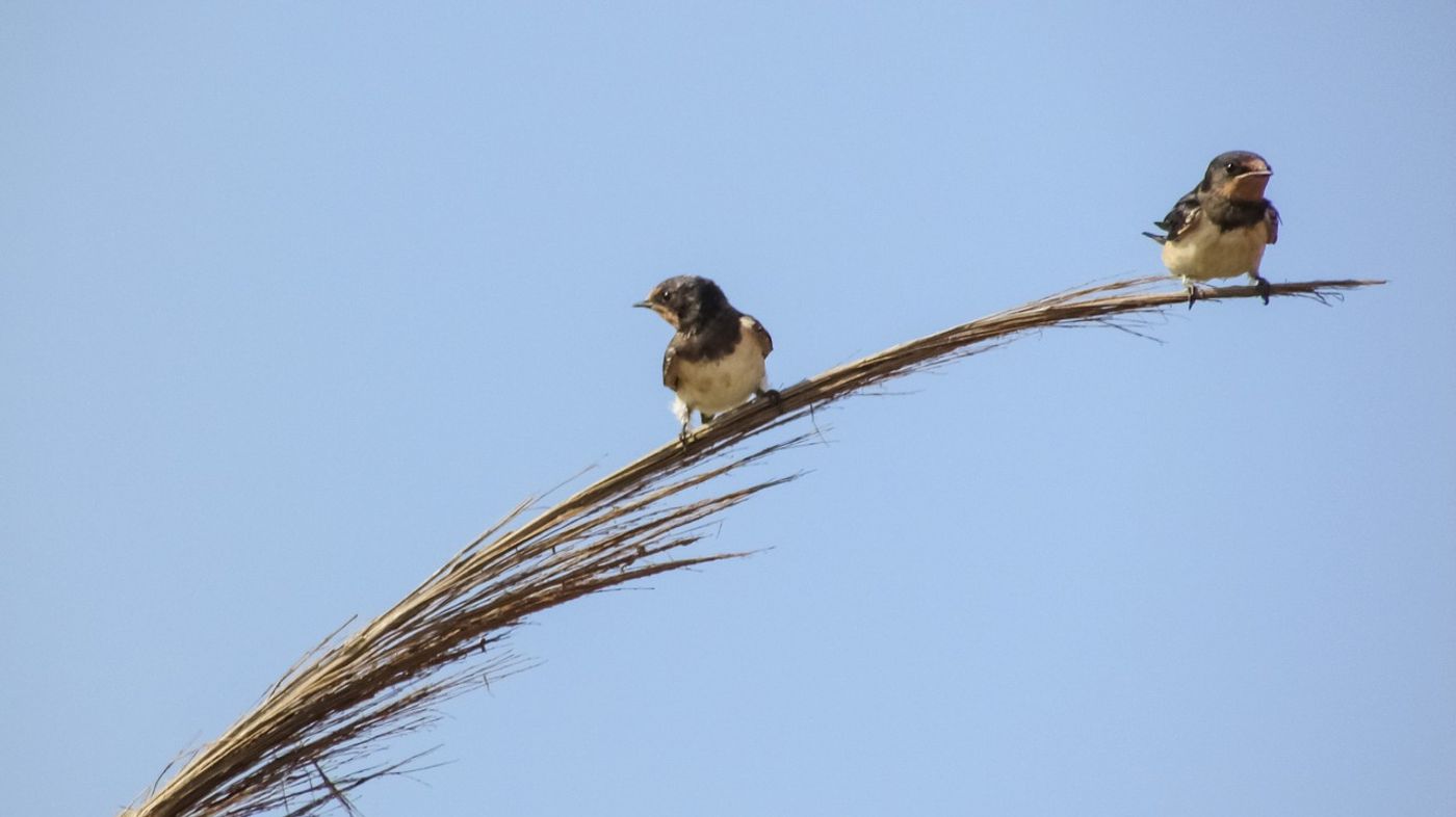 Certain birds may live longer in tropical climates than temperate ones, researchers confirm.