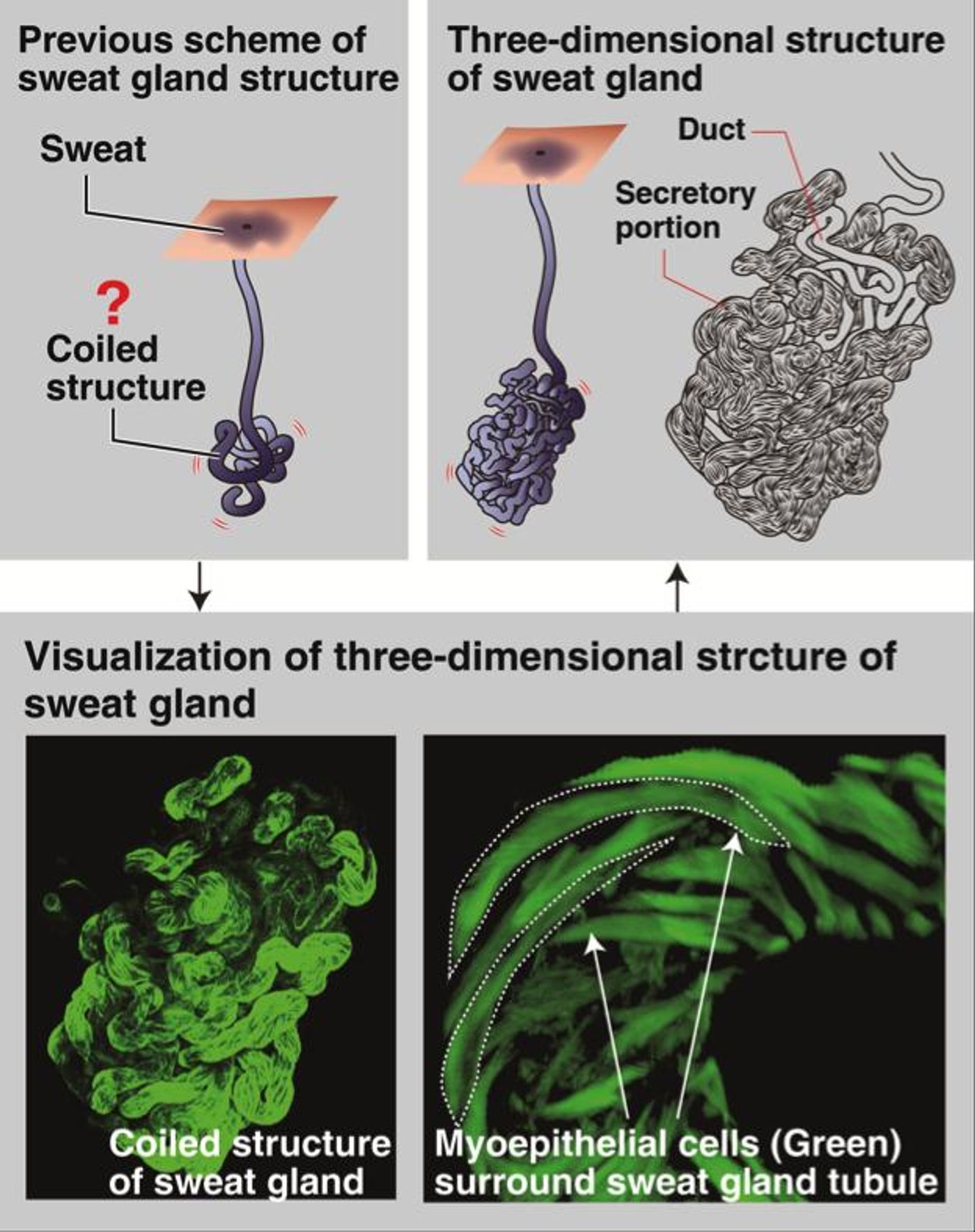 This is a detail three-dimensional structure of human sweat gland. / Credit: Osaka University